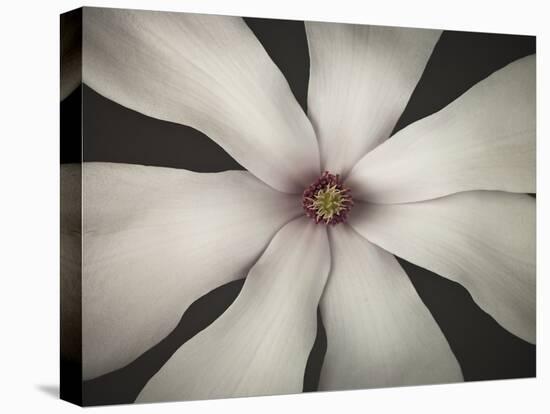 Magnolia Focus-Assaf Frank-Stretched Canvas