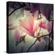 Magnolia Forever-Philippe Sainte-Laudy-Premier Image Canvas