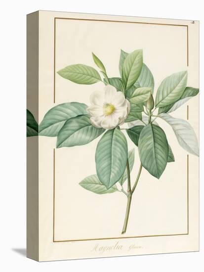 Magnolia Glauca, 1811-Pierre Joseph Redoute-Premier Image Canvas