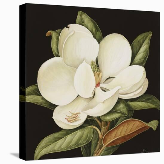 Magnolia Grandiflora, 2003-Jenny Barron-Premier Image Canvas