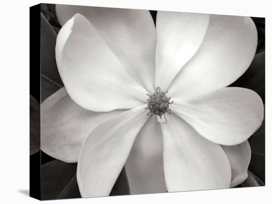 Magnolia I-Jim Christensen-Premier Image Canvas