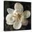 Magnolia I-John Seba-Stretched Canvas
