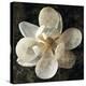 Magnolia I-John Seba-Stretched Canvas