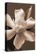 Magnolia in Sepia-Christine Zalewski-Stretched Canvas