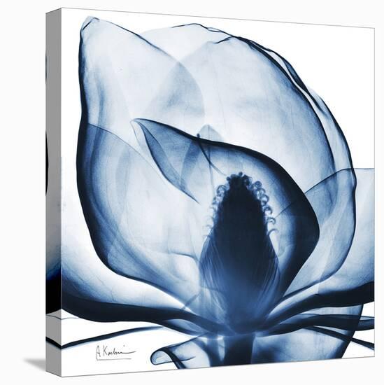 Magnolia Indigo-Albert Koetsier-Stretched Canvas