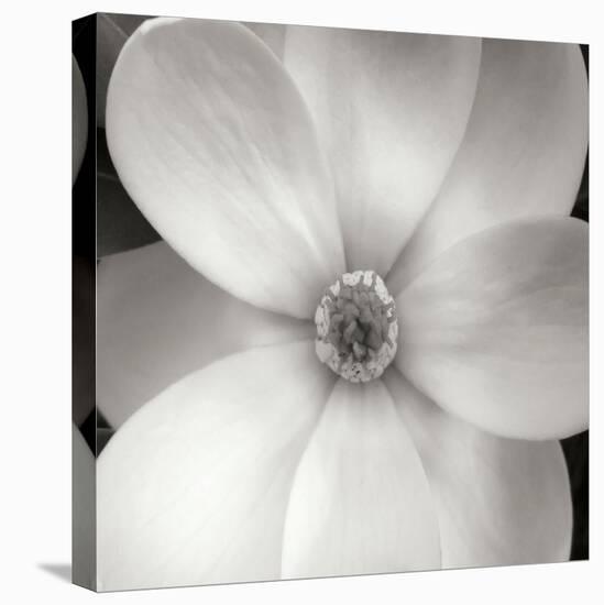 Magnolia IV-Jim Christensen-Premier Image Canvas