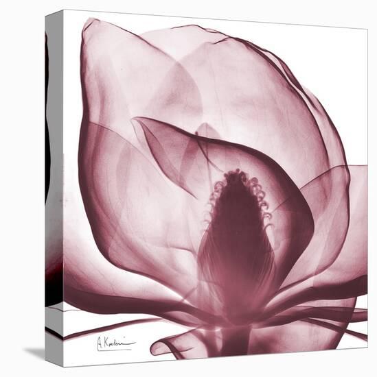 Magnolia Marcela-Albert Koetsier-Stretched Canvas