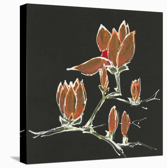 Magnolia on Black IV-Chris Paschke-Stretched Canvas