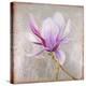 Magnolia on Silver Leaf II-Patricia Pinto-Stretched Canvas