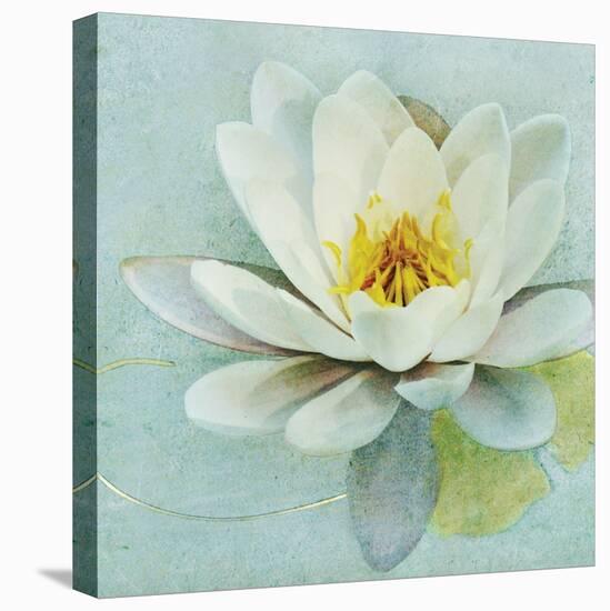 Magnolia Sq-Amy Melious-Stretched Canvas