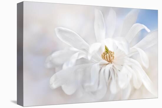 Magnolia Stellarta-Jacky Parker-Premier Image Canvas