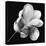 Magnolia Study in Black and White-Anna Miller-Premier Image Canvas