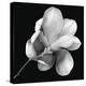 Magnolia Study in Black and White-Anna Miller-Premier Image Canvas