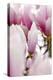 Magnolia-Tree "Darell Dean", Magnolia Spec., Branch, Detail, Blooms-Herbert Kehrer-Premier Image Canvas