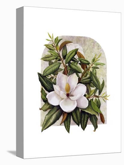 Magnolia Vignette-Marcia Matcham-Stretched Canvas