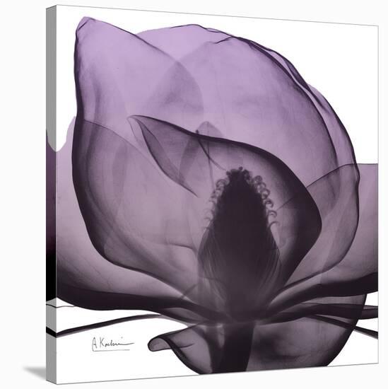 Magnolia Wine Beauty-Albert Koetsier-Stretched Canvas