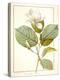 Magnolia Yulan, Magnolia Denudata, 1812 (W/C and Bodycolour over Traces of Graphite on Vellum)-Pierre Joseph Redoute-Premier Image Canvas