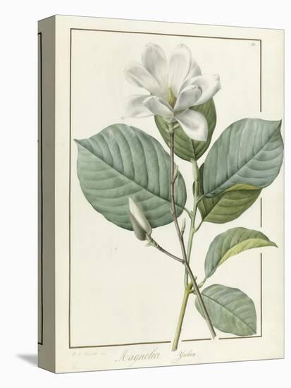 Magnolia Yulan Magnolia Denudata, 1812-Pierre Joseph Redoute-Premier Image Canvas