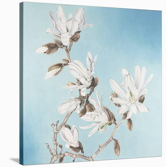 Magnolia-Elizabeth Hellman-Stretched Canvas