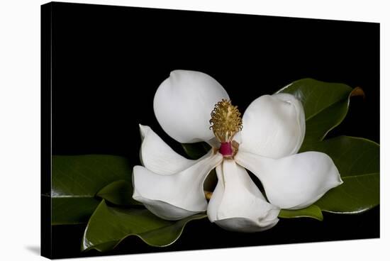 Magnolia-Lori Hutchison-Stretched Canvas