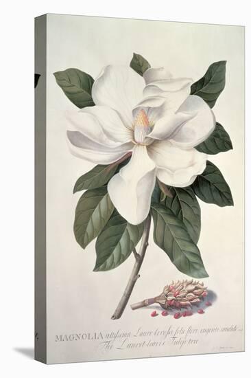 Magnolia-Georg Dionysius Ehret-Premier Image Canvas