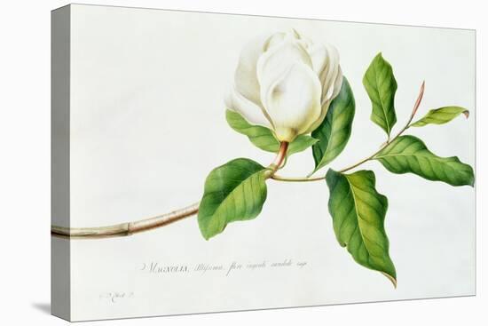 Magnolia-Georg Dionysius Ehret-Premier Image Canvas