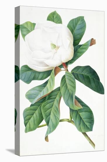 Magnolia-Georg Dionysius Ehret-Premier Image Canvas