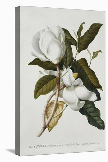 Magnolia-Georg Dionysius Ehret-Premier Image Canvas