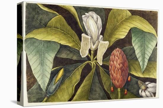 Magnolia-Mark Catesby-Premier Image Canvas