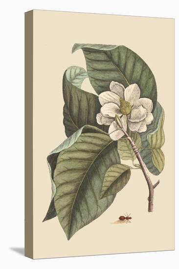 Magnolia-Mark Catesby-Stretched Canvas