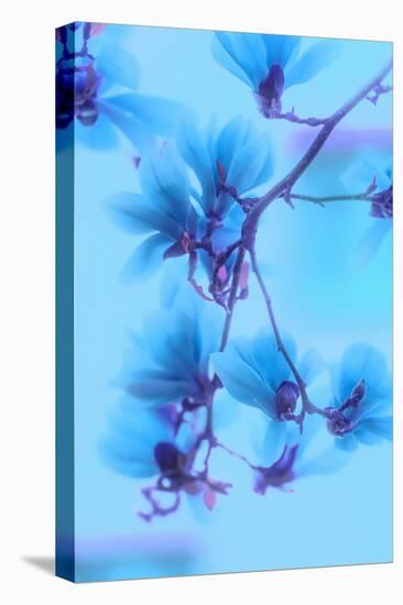 Magnolias Blues-Philippe Sainte-Laudy-Premier Image Canvas