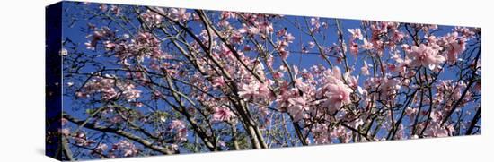 Magnolias, Golden Gate Park, San Francisco, California, USA-null-Premier Image Canvas