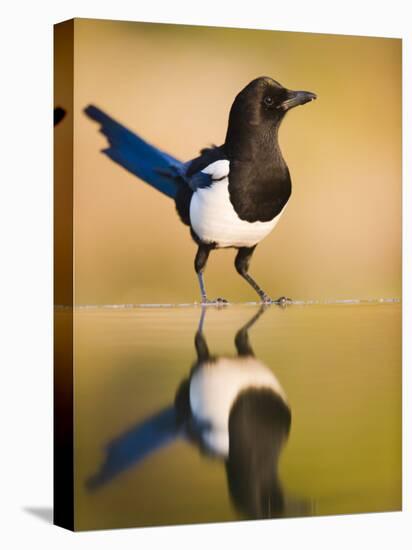 Magpie Coming to Drink at a Pool, Alicante, Spain-Niall Benvie-Premier Image Canvas