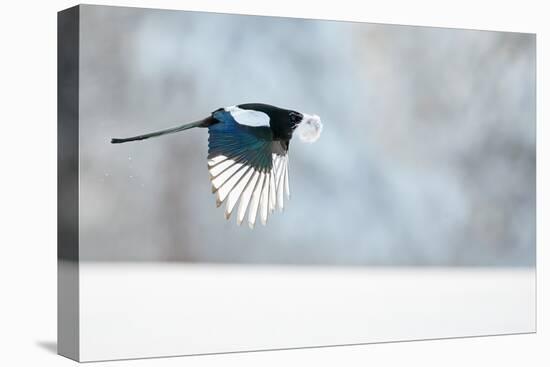 Magpie in flight, carrying fur from a mountain hare, Finland-Markus Varesvuo-Premier Image Canvas