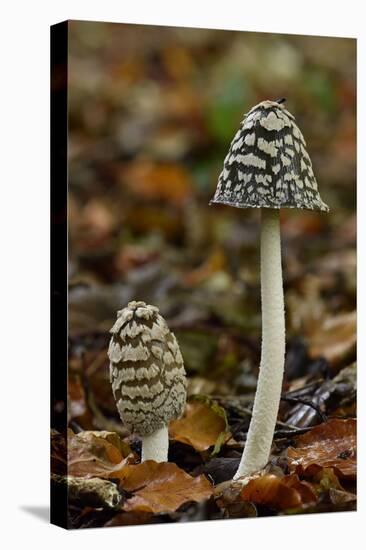 Magpie inkcap that usually grows singularly, often under beech trees, Bedfordshire, England-Andy Sands-Premier Image Canvas