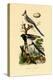 Magpie Jay, 1833-39-null-Premier Image Canvas