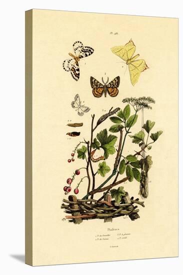 Magpie Moth, 1833-39-null-Premier Image Canvas