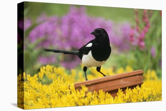 Magpie Perched on Plant Pot in Garden-null-Premier Image Canvas