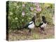 Magpie Youngsters Interacting in Garden-null-Premier Image Canvas