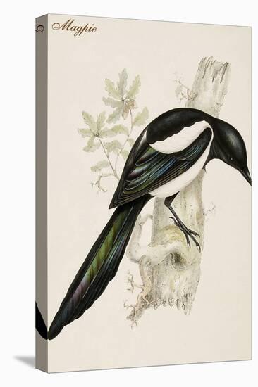 Magpie-John Gould-Stretched Canvas