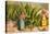 Maguey Plants and Tequila Maker, Mexico-null-Stretched Canvas