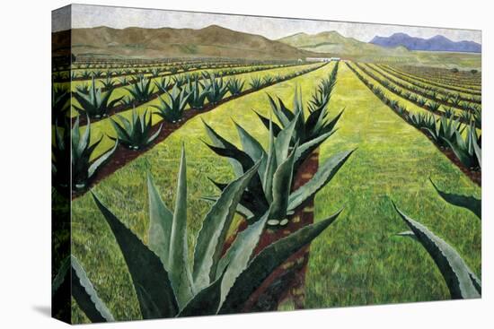 Maguey Plants with Cloudy Sky, 1999-Pedro Diego Alvarado-Premier Image Canvas