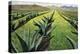Maguey Plants with Cloudy Sky, 1999-Pedro Diego Alvarado-Premier Image Canvas