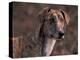 Magyar Agar / Hungarian Greyhound-Adriano Bacchella-Premier Image Canvas