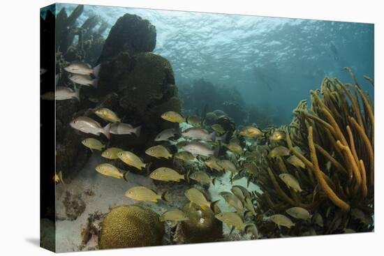 Mahogany Snapper and Blue Striped Grunt, Hol Chan Marine Reserve, Belize-Pete Oxford-Premier Image Canvas