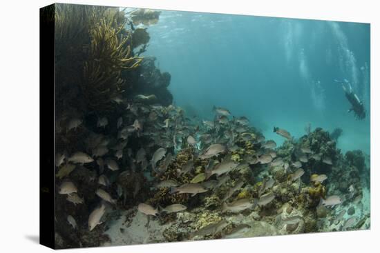 Mahogany Snapper and Blue Striped Grunt, Hol Chan Marine Reserve, Belize-Pete Oxford-Premier Image Canvas