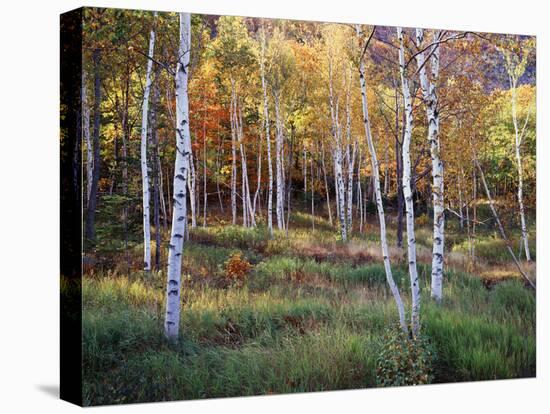 Maine, Acadia National Park, Autumn Colors of White Birch, Betula Papyrifera-Christopher Talbot Frank-Premier Image Canvas
