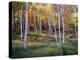 Maine, Acadia National Park, Autumn Colors of White Birch, Betula Papyrifera-Christopher Talbot Frank-Premier Image Canvas