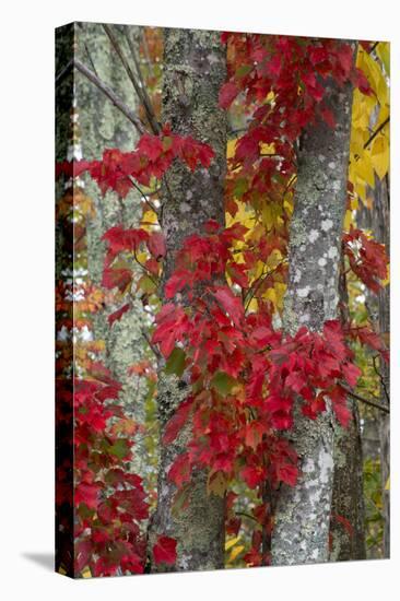 Maine, Acadia National Park, Autumn Foliage-Judith Zimmerman-Premier Image Canvas