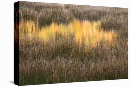 Maine, Acadia National Park, Fall Reflections in the Marsh-Joanne Wells-Premier Image Canvas